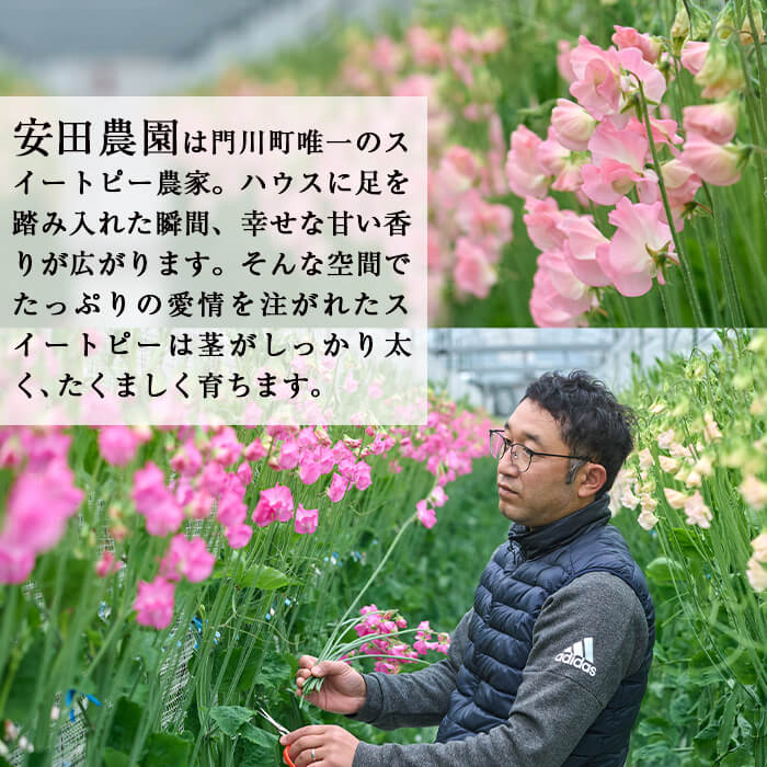 【ふるさと納税】＜先行予約受付中！2025年12月中旬以降順次発送予定＞門川町産スイートピーミックス(計100本・50本×2束) 花 フラワー ギフト 期間限定 贈り物 プレゼント 常温 保存 宮崎県 門川町【AL-1】【安田農園】 サムネイル2