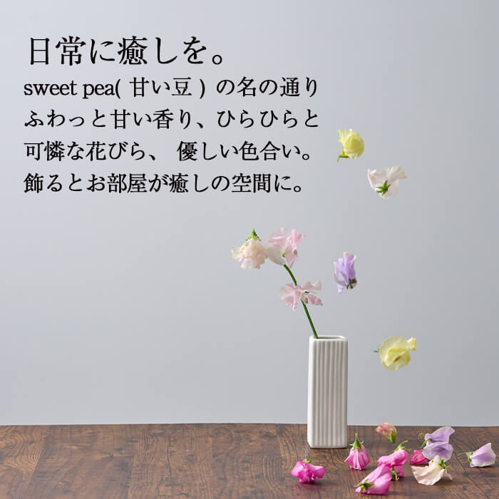 【ふるさと納税】＜先行予約受付中！2025年12月中旬以降順次発送予定＞門川町産スイートピーミックス(計100本・50本×2束) 花 フラワー ギフト 期間限定 贈り物 プレゼント 常温 保存 宮崎県 門川町【AL-1】【安田農園】 サムネイル3