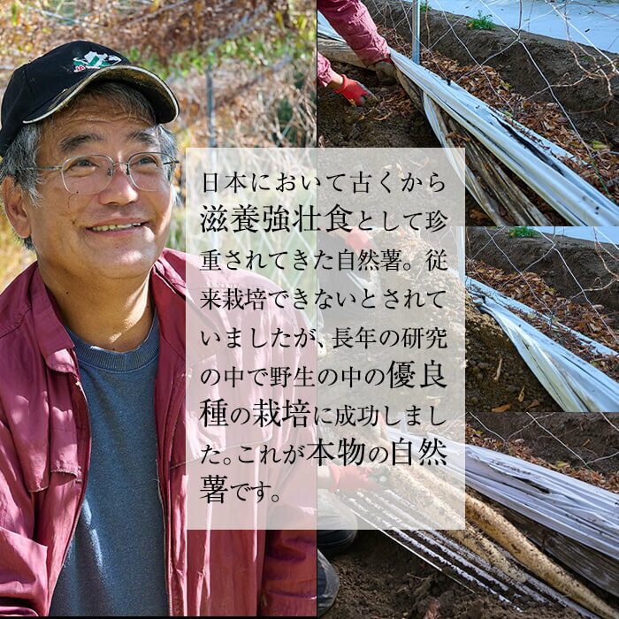 【ふるさと納税】＜先行予約受付中！2025年11月下旬から順次発送予定＞＜期間限定＞山菜の王者自然薯 (約1.2kg) 山芋 じねんじょ とろろ 長いも 国産 旬 野菜 新鮮 やさい 常温 保存 宮崎県 門川町 【Y-1】【自然薯組合】 サムネイル2