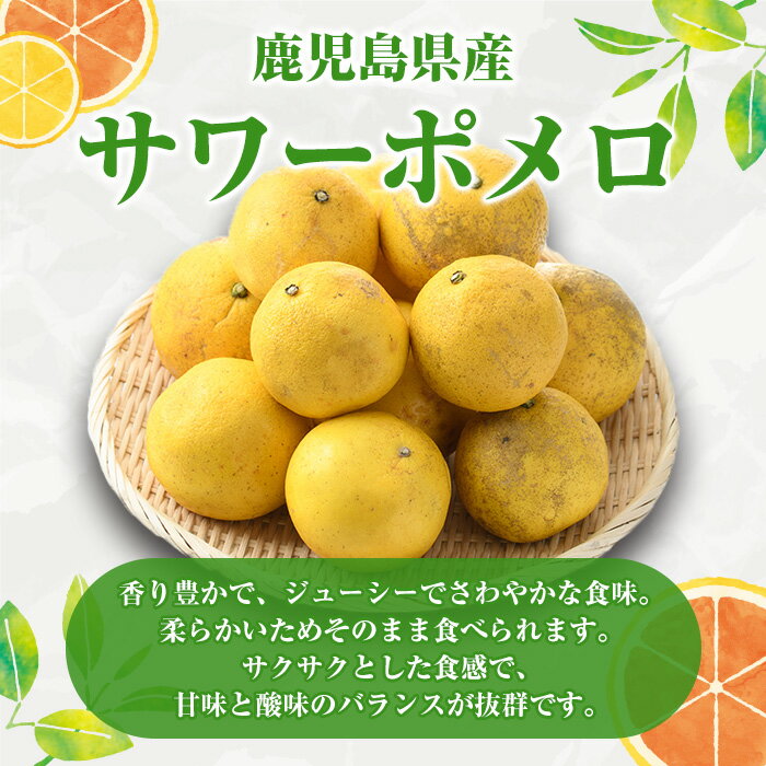 【ふるさと納税】＜先行予約受付中！2026年1月以降順次発送予定＞＜内容量が選べる！＞訳ありサワーポメロ(約10～15kg) 国産 果物 フルーツ 柑橘 甘味 酸味 デザート おやつ【松永青果】 サムネイル2
