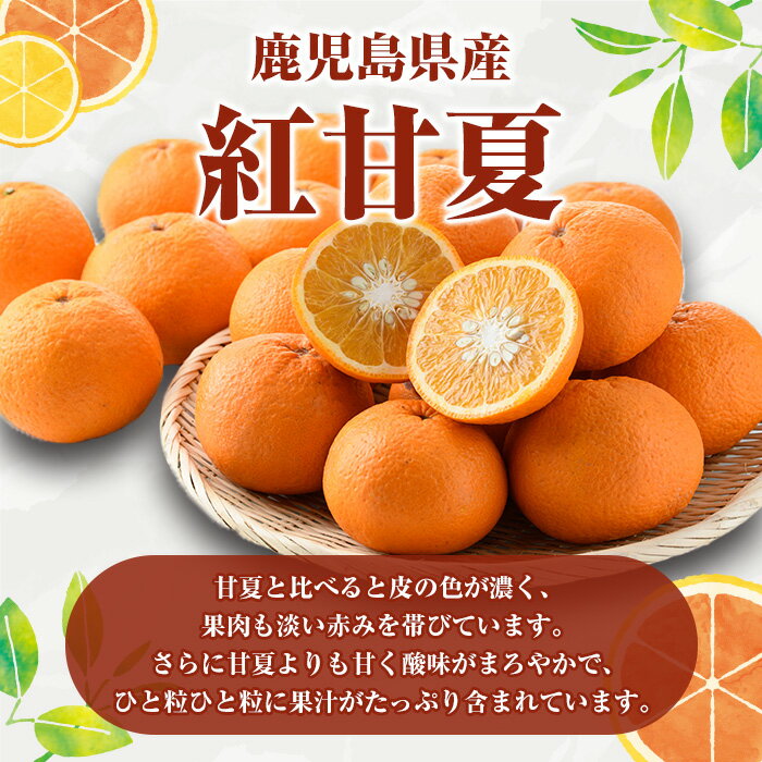 【ふるさと納税】＜先行予約受付中！2026年3月以降順次発送予定＞訳あり 紅甘夏(約12kg) 国産 鹿児島県産 果物 フルーツ 柑橘 みかん 甘夏【松永青果】akn053-19 サムネイル2