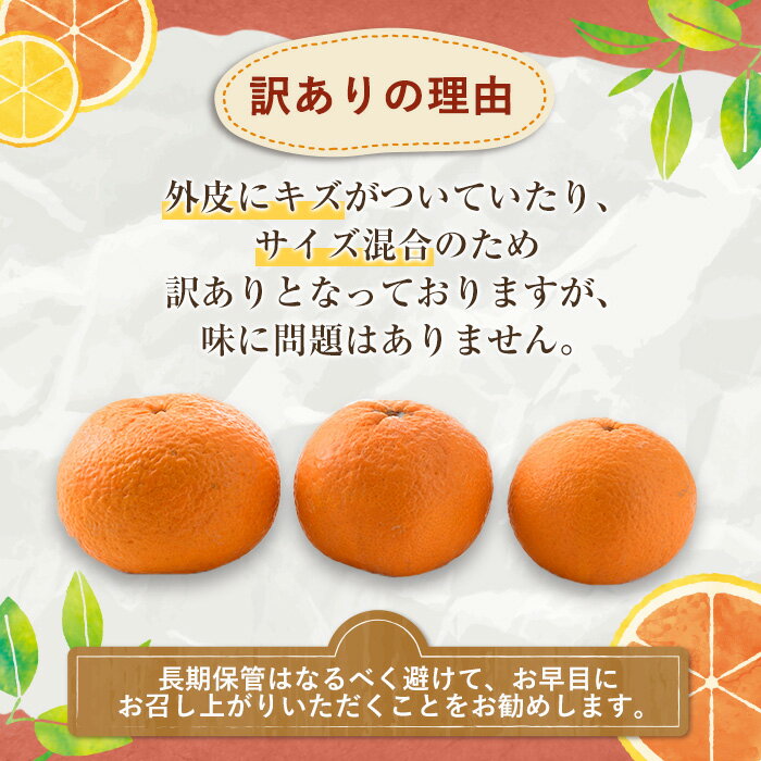 【ふるさと納税】＜先行予約受付中！2026年3月以降順次発送予定＞訳あり 紅甘夏(約12kg) 国産 鹿児島県産 果物 フルーツ 柑橘 みかん 甘夏【松永青果】akn053-19 サムネイル3