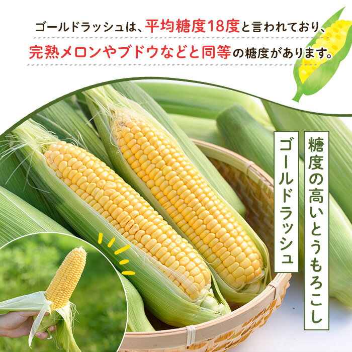 【ふるさと納税】＜先行予約受付中！2026年5月下旬以降順次発送予定＞とうもろこし ゴールドラッシュ(15本) 国産 旬 野菜 青果 トウモロコシ 期間限定【笹原正樹】akn094-01 - 画像3