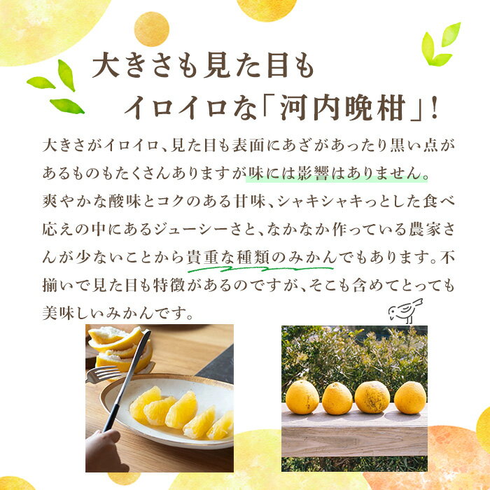 【ふるさと納税】＜先行予約受付中！2026年3月中旬以降順次発送予定＞＜サイズ・容量が選べる！＞数量限定！河内晩柑(S〜3L、16〜18個) 柑橘 フルーツ 果物 国産 みかん 期間限定【株式会社イロドリ】 サムネイル3