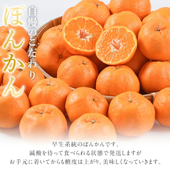 【ふるさと納税】＜先行予約受付中！2025年12月下旬以降順次発送予定＞数量限定！鹿児島県産 手詰めぽんかん(計約5kg・2L or 3L) 旬 フルーツ 果物 くだもの ポンカン 早生系統 デザート ノーワックス 阿久根市産 期間限定 数量限定 手詰 手作業【三笠農業生産】akn051-01 サムネイル3