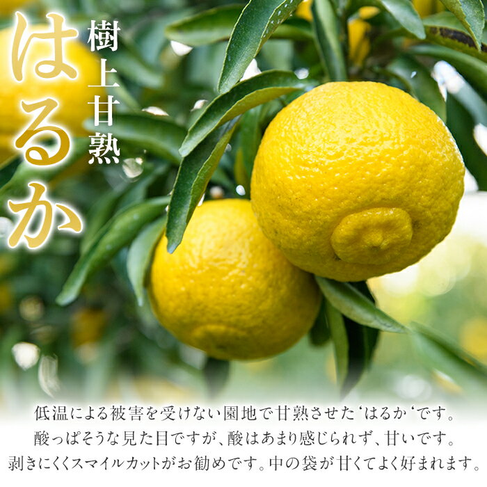 【ふるさと納税】＜先行予約受付中！2026年2月上旬以降順次発送予定＞数量限定！鹿児島県産 はるか(約9kg) 国産 柑橘 果物 果実 くだもの フルーツ 旬 デザート 期間限定 数量限定 鹿児島県産 阿久根市産 樹上完熟 ノーワックス【三笠農業生産】akn051-02 サムネイル3