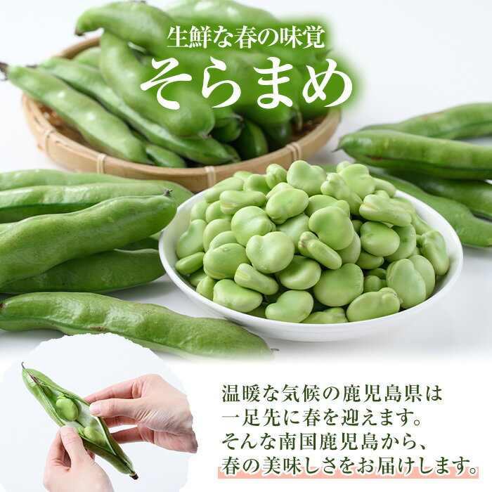 【ふるさと納税】＜先行予約受付中！2026年4月中旬以降順次発送予定＞春の味覚の鹿児島県産そらまめ(4kg) 大容量 国産 野菜 そら豆 ソラマメ セット 詰合せ 詰め合わせ 旬 ベジタブル 期間限定 AL規格 国産 鹿児島県産 阿久根市産 冷蔵【鹿児島いずみ農業協同組合】akn018-11 - 画像3