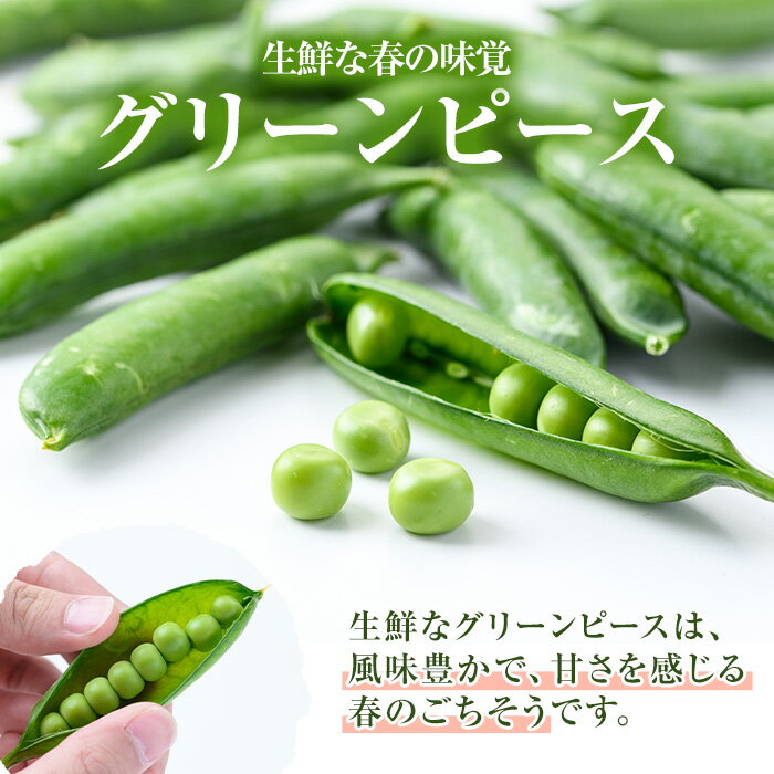 【ふるさと納税】AL規格の鹿児島県産グリーンピース(実えんどう)(計2kg) 国産 野菜 エンドウ 豆 セット 詰合せ 詰め合わせ 春 野菜 旬【鹿児島いずみ農業協同組合】akn018-06 - 画像2