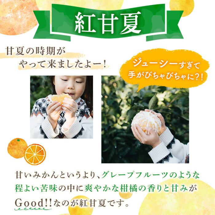 【ふるさと納税】＜先行予約受付中！2026年3月中旬以降順次発送予定＞＜内容量が選べる！＞数量限定！鹿児島県産 紅甘夏 (10～20kg・2L) 柑橘 フルーツ 果物 国産 みかん 期間限定 数量限定 ベニアマナツ ミカン 旬 【株式会社イロドリ】 サムネイル2