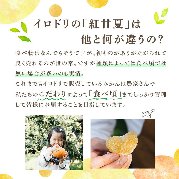 【ふるさと納税】＜先行予約受付中！2026年3月中旬以降順次発送予定＞＜内容量が選べる！＞数量限定！鹿児島県産 紅甘夏 (10～20kg・2L) 柑橘 フルーツ 果物 国産 みかん 期間限定 数量限定 ベニアマナツ ミカン 旬 【株式会社イロドリ】 サムネイル3