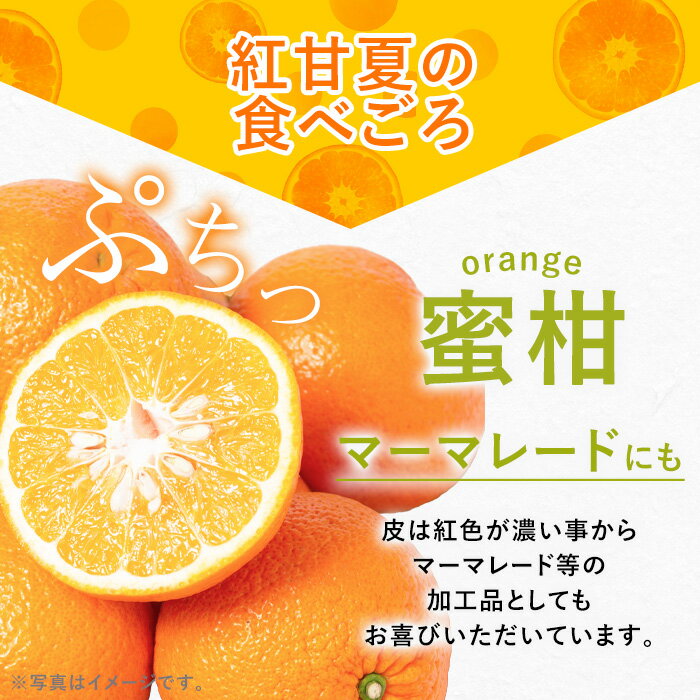 【ふるさと納税】数量限定！鹿児島県産紅甘夏みかん(約10kg・28玉〜32玉)国産 果物 フルーツ【鹿児島いずみ農業協同組合】akn018-05 - 画像3