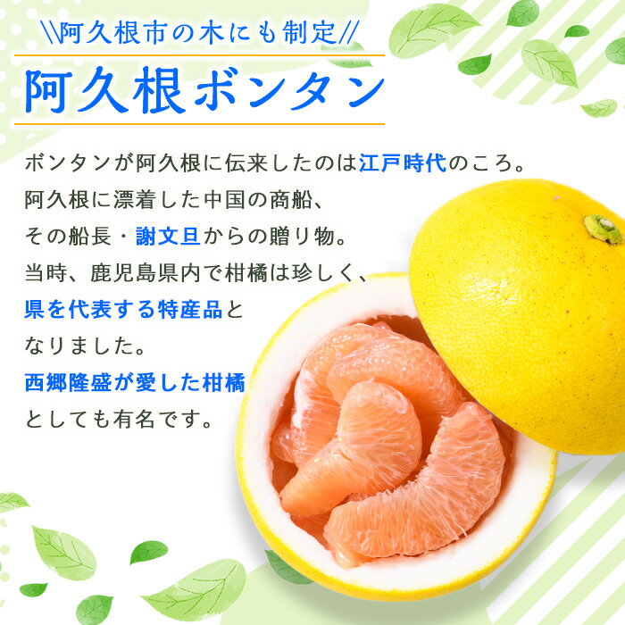 【ふるさと納税】＜先行予約受付中！2025年12月中旬以降順次発送予定＞阿久根ぼんたん(Lサイズ・6玉入) 阿久根市 ボンタン 文旦 柑橘 果物 フルーツ 新鮮 旬 特産品 鹿児島県 九州産 国産 期間限定【泰平食品】akn007-03 サムネイル3
