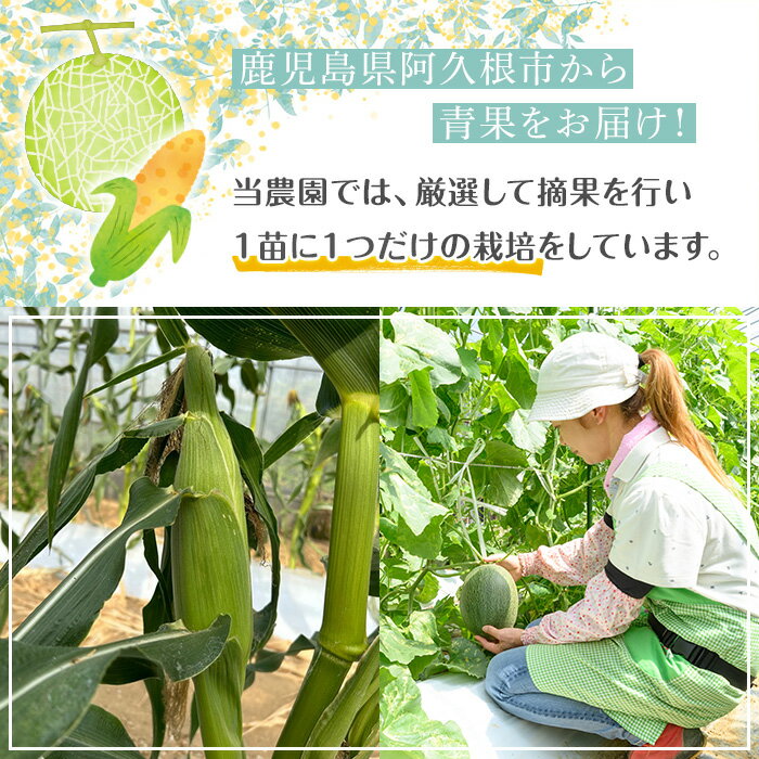 【ふるさと納税】＜先行予約受付中！2026年5月下旬以降順次発送予定＞厳選摘果！とうもろこし(15本・品種・ゴールドラッシュ)国産 旬 野菜 青果 トウモロコシ 厳選 高糖度 冷蔵 期間限定 数量限定【春田幸一】akn082-01 - 画像2