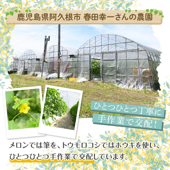 【ふるさと納税】＜先行予約受付中！2026年5月下旬以降順次発送予定＞厳選摘果！とうもろこし(15本・品種・ゴールドラッシュ)国産 旬 野菜 青果 トウモロコシ 厳選 高糖度 冷蔵 期間限定 数量限定【春田幸一】akn082-01 - 画像3