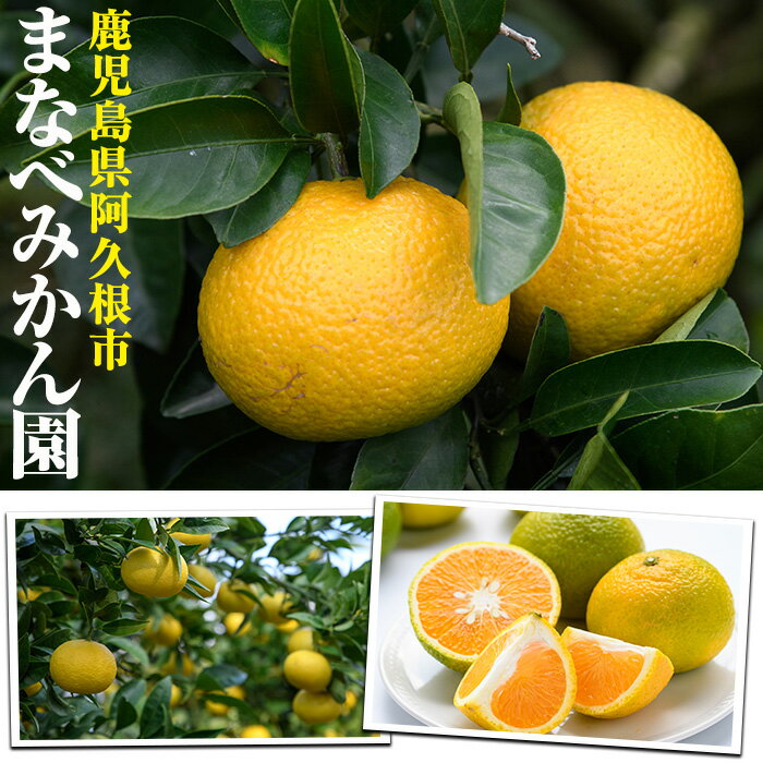 【ふるさと納税】＜先行予約受付中！2026年2月上旬以降順次発送予定＞まなべみかん園の黄金柑(約2.5kg) 国産 鹿児島県産 阿久根市産 柑橘類 果物 フルーツ みかん ミカン 蜜柑 期間限定 数量限定 贈答用 ギフト プレゼント デザート 【有限会社まなべみかん園】akn034-01 サムネイル2