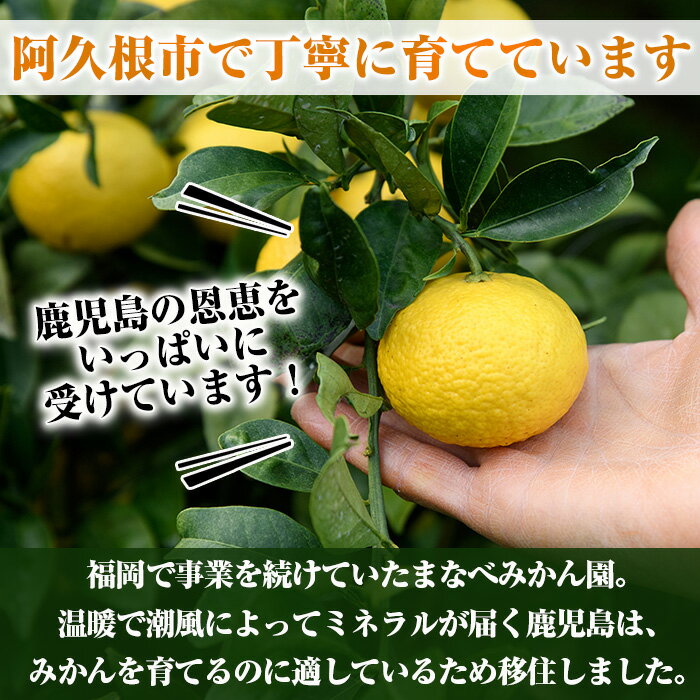 【ふるさと納税】＜先行予約受付中！2026年2月上旬以降順次発送予定＞まなべみかん園の黄金柑(約2.5kg) 国産 鹿児島県産 阿久根市産 柑橘類 果物 フルーツ みかん ミカン 蜜柑 期間限定 数量限定 贈答用 ギフト プレゼント デザート 【有限会社まなべみかん園】akn034-01 サムネイル3