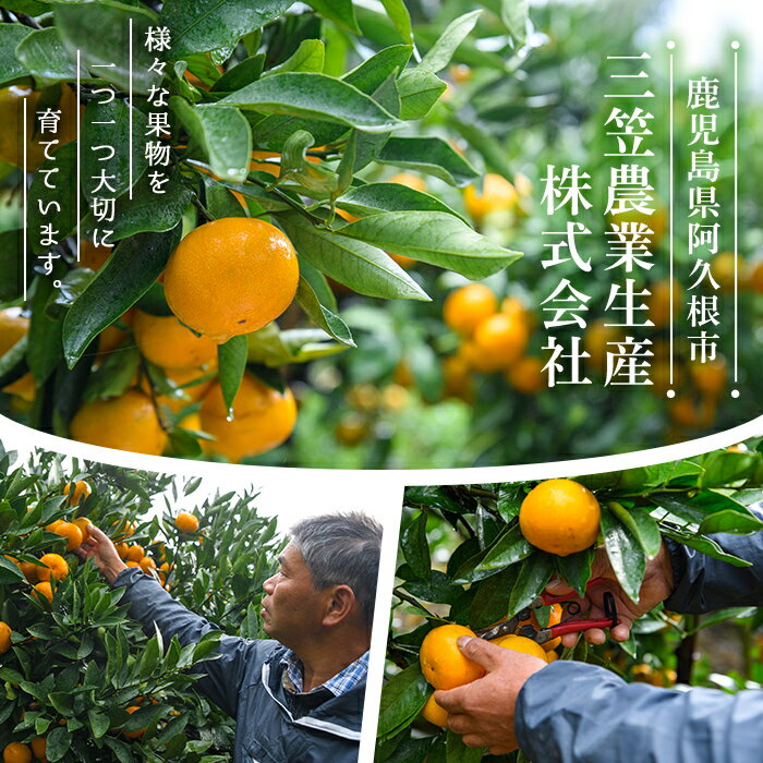 【ふるさと納税】訳あり！鹿児島県産みかん(計約10kg) 大容量 傷あり 不揃い 国産 柑橘 果物 くだもの フルーツ 旬 期間限定 数量限定 訳アリ 規格外 ご家庭用 ご自宅用 ミカン ノーワックス【三笠農業生産】akn051-04 サムネイル3
