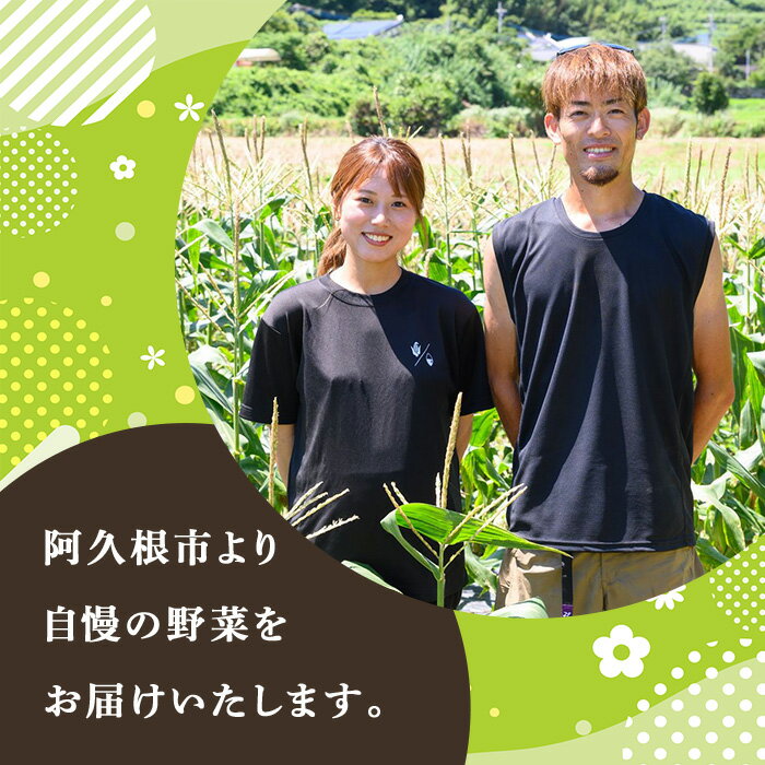 【ふるさと納税】＜2026年5月上旬以降順次発送予定＞＜本数が選べる！＞ ヤングコーン (20〜50本) 国産 野菜 ヤングコーン 鹿児島県産 阿久根市産 天ぷら フライ 中華炒め 肉巻き【うとさんち】 - 画像3