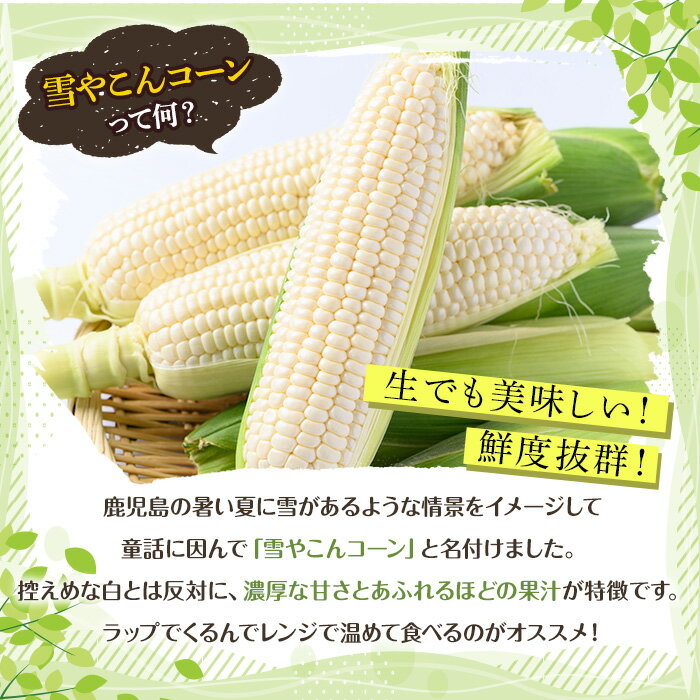 【ふるさと納税】＜先行予約受付中！2026年6月中旬以降順次発送予定＞＜容量が選べる！＞訳あり！白いとうもろこし「あられやこんコーン」(6〜21本) 国産 トウモロコシ 玉蜀黍 ホワイト コーン 野菜 糖度 夏 イネ科 数量限定 期間限定 訳アリ 旬 【うとさんち】 - 画像3