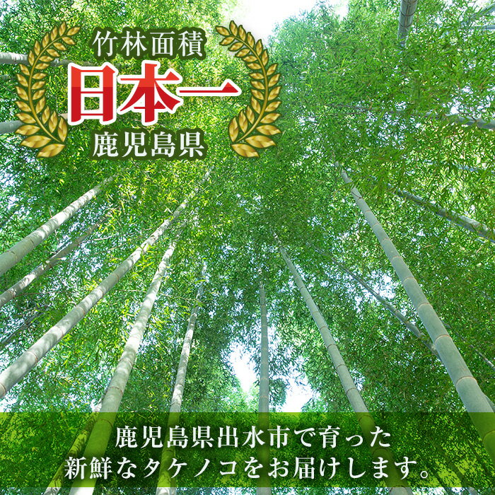 【ふるさと納税】≪数量限定！先行予約受付中！！2026年3月下旬～4月中旬の間に発送≫鹿児島県出水市産！たけのこ＜皮付き2kg＞ たけのこ 筍 タケノコ 国産 皮付き 野菜 旬 新鮮 採りたて 煮物 味噌汁 炊き込みご飯 【シンタク】 - 画像2