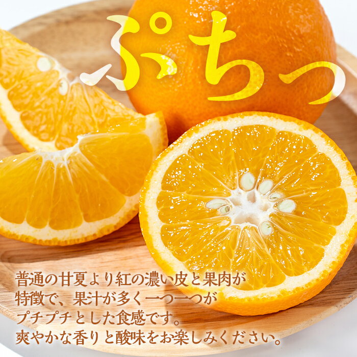 【ふるさと納税】≪2026年2月中旬〜5月中旬の間に発送≫紅甘夏(約10kg) みかん ミカン 蜜柑 果物 くだもの フルーツ 柑橘 10kg 国産 おやつ 旬 【JA鹿児島いずみ(果実課)】 サムネイル3