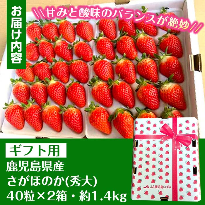 【ふるさと納税】＜2026年1月中旬以降順次発送予定＞＜ギフト用・数量限定＞ 鹿児島県産イチゴ(計約1.4kg・40粒×2箱) イチゴ 苺 さがほのか 果物 くだもの フルーツ 旬 九州産 プレゼント ギフト 贈り物 お土産 【JA鹿児島いずみ】 サムネイル3