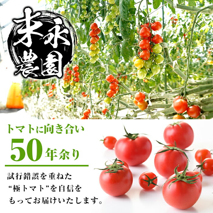 【ふるさと納税】≪2025年12月〜2026年5月の間に発送予定≫ ＜期間限定＞極トマト おまかせセット2kg以上 (ミニトマト・大玉トマト) フルーツトマト とまと トマト 野菜 青果 旬 ミニトマト 大玉 お弁当 料理 期間限定 【末永農園】 - 画像2
