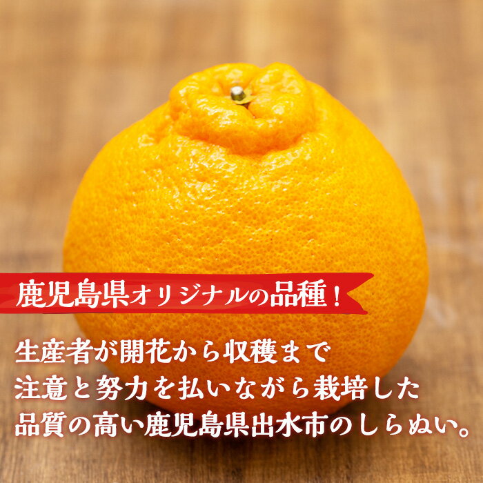 【ふるさと納税】≪先行予約受付中！2026年3月上旬より順次発送予定≫鹿児島県出水市特産！＜露地栽培＞大将季(約5kg・18～20玉) 大将季 柑橘 くだもの 鹿児島県 みかん フルーツ 旬 露地栽場 【JA鹿児島いずみ(果実課)】 サムネイル2