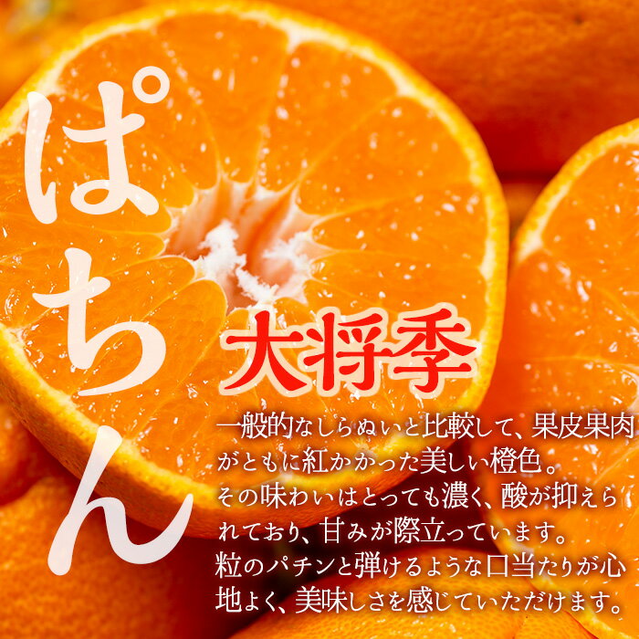 【ふるさと納税】≪先行予約受付中！2026年3月上旬より順次発送予定≫鹿児島県出水市特産！＜露地栽培＞大将季(約5kg・18～20玉) 大将季 柑橘 くだもの 鹿児島県 みかん フルーツ 旬 露地栽場 【JA鹿児島いずみ(果実課)】 サムネイル3