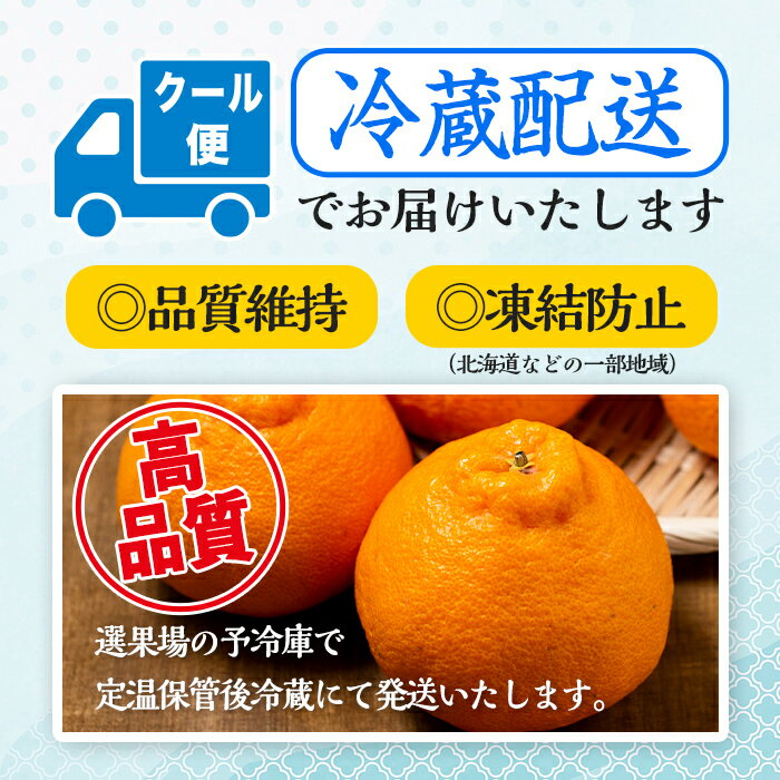【ふるさと納税】≪先行予約受付中！2026年1月中旬以降順次発送予定≫【冷蔵便】大将季＜無加温＞ (約5kg) 国産 みかん 柑橘 種果物 くだもの フルーツ 旬 糖度抜群【JA鹿児島いずみ(果実課)】 サムネイル2