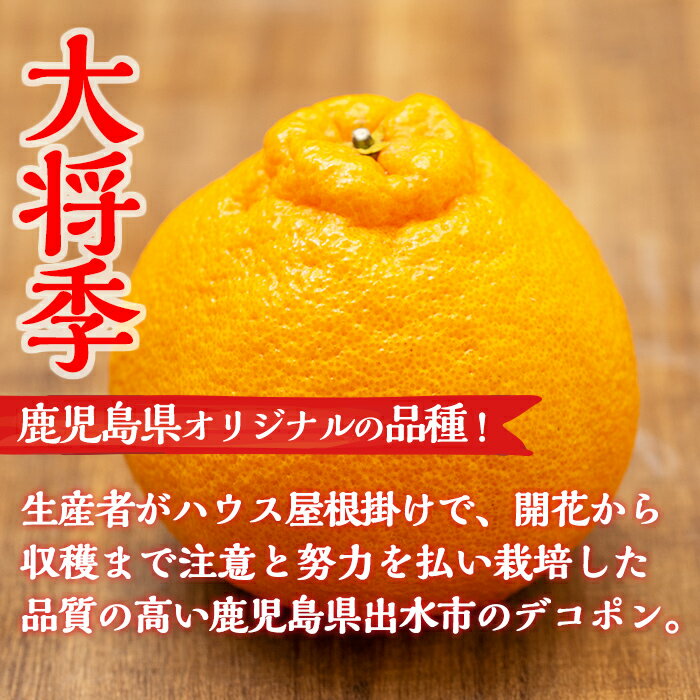 【ふるさと納税】≪先行予約受付中！2026年1月中旬以降順次発送予定≫【冷蔵便】大将季＜無加温＞ (約5kg) 国産 みかん 柑橘 種果物 くだもの フルーツ 旬 糖度抜群【JA鹿児島いずみ(果実課)】 サムネイル3