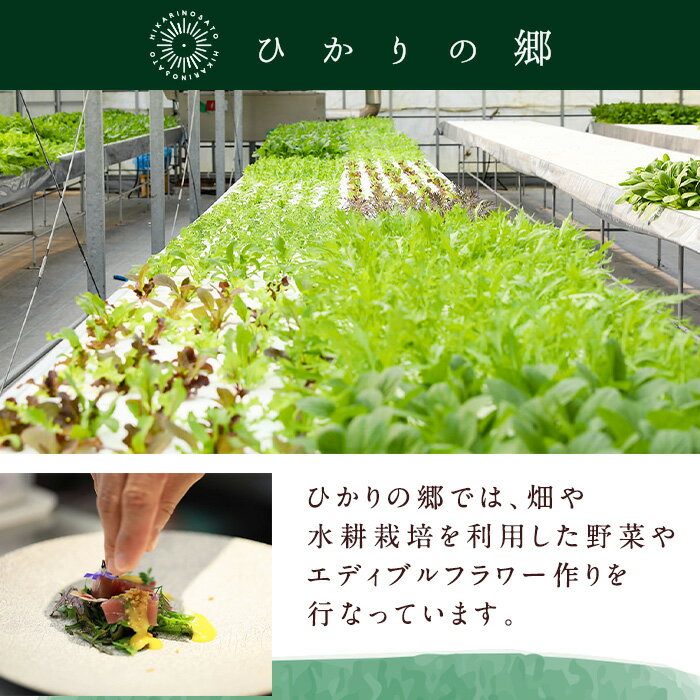 【ふるさと納税】＜回数を選べる！＞ひかりのお野菜(約10束・5〜6種 / 1回・6回・12回 ) 連続月 隔月 野菜 やさい 葉物 旬 定期便 ほうれん草 水菜 チンゲン菜 小松菜 リーフレタス ルッコラ 水耕栽培 ミックスリーフ 山東白菜 何が届くかはお楽しみ【ひかりの郷】 サムネイル2