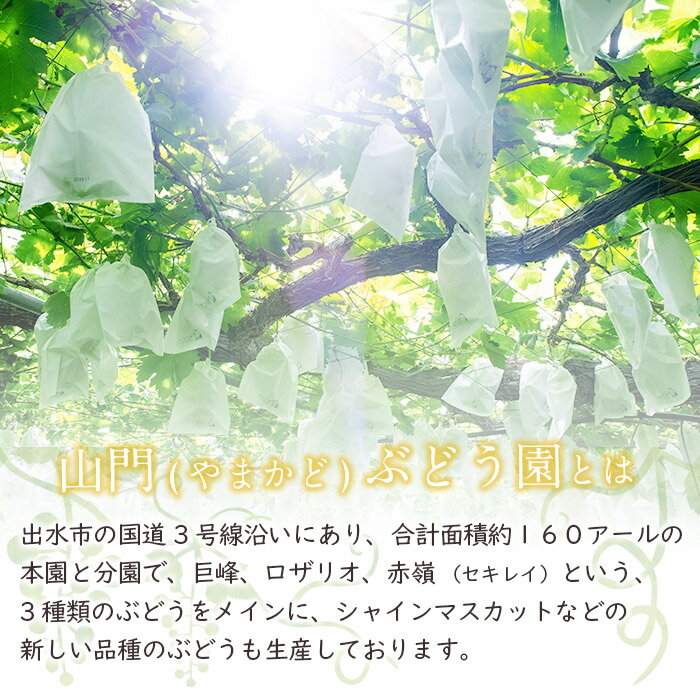 【ふるさと納税】≪数量・期間限定≫〈容量が選べる！〉シャインマスカット (計約1kg／計約1.5kg／計約2kg) 国産 鹿児島 出水市 ぶどう ブドウ 果物 くだもの フルーツ シャインマスカット 葡萄 旬 種なし 旬 歯ごたえ 冷蔵 【山門ぶどう園】 サムネイル3