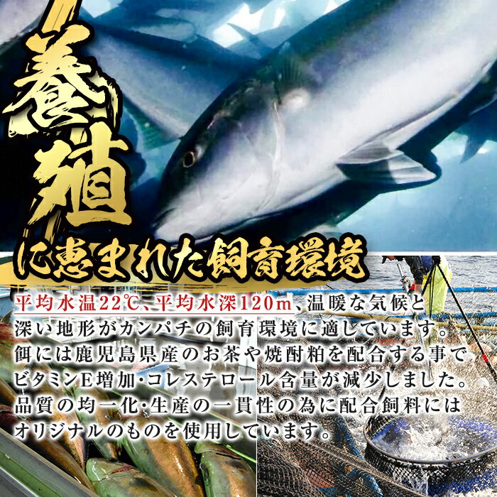 【ふるさと納税】【配送方法が選べる】高評価★4.87 ＜すぐ届く！＞＜10営業日以内発送！＞ 鹿児島県垂水市産カンパチ『海の桜勘』皮無しロイン（約700g〜6.3kg）定期便 冷凍 魚 魚介 海鮮 カンパチ かんぱち 勘八 刺身 柵 国産 鹿児島産 垂水【垂水市漁業協同組合】 - 画像3