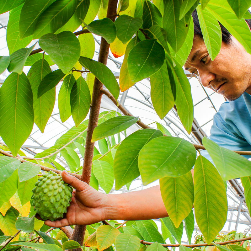 【ふるさと納税】訳あり フルーツ アテモヤ 家庭用 1kg 2〜5玉でお届け 期間限定 果物 森の アイスクリーム と呼ばれる甘くてなめらかな食感の トロピカルフルーツ トロピカル 南国 チェリモヤ バンレイシ 珍しい 鹿児島県【財宝】A1-22548 サムネイル3