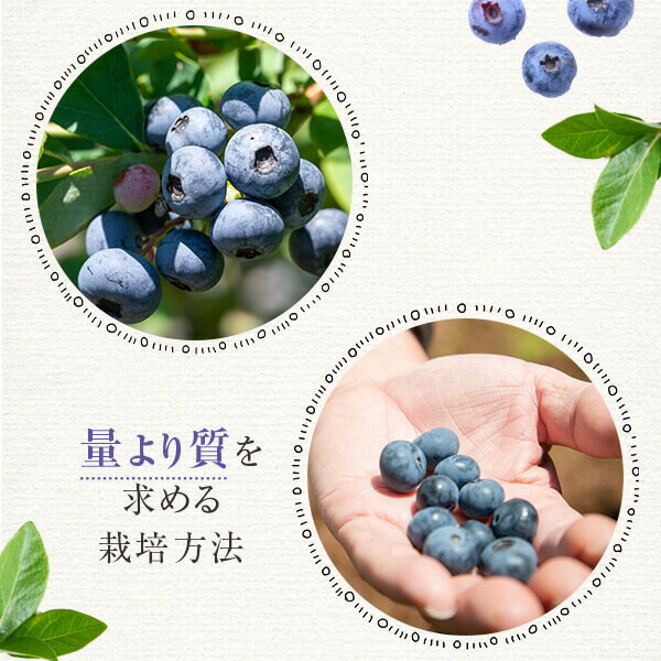 【ふるさと納税】 【数量限定】冷凍ブルーベリー 1kg（500g×2）【B-18】 ブルーベリー 冷凍ブルーベリー フルーツ　果物 近藤農園 薩摩川内市 送料無料 鹿児島 サムネイル3