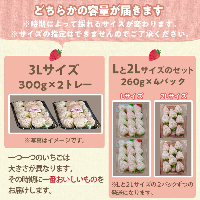 【ふるさと納税】＜先行予約受付中！＞白いちご エンジェルエイト(約600g～1.04kg) 国産 九州産 鹿児島 日置市 生鮮食品 苺 イチゴ 白苺 果物 くだもの フルーツ 天使のいちご【ままりあ農園】 サムネイル3