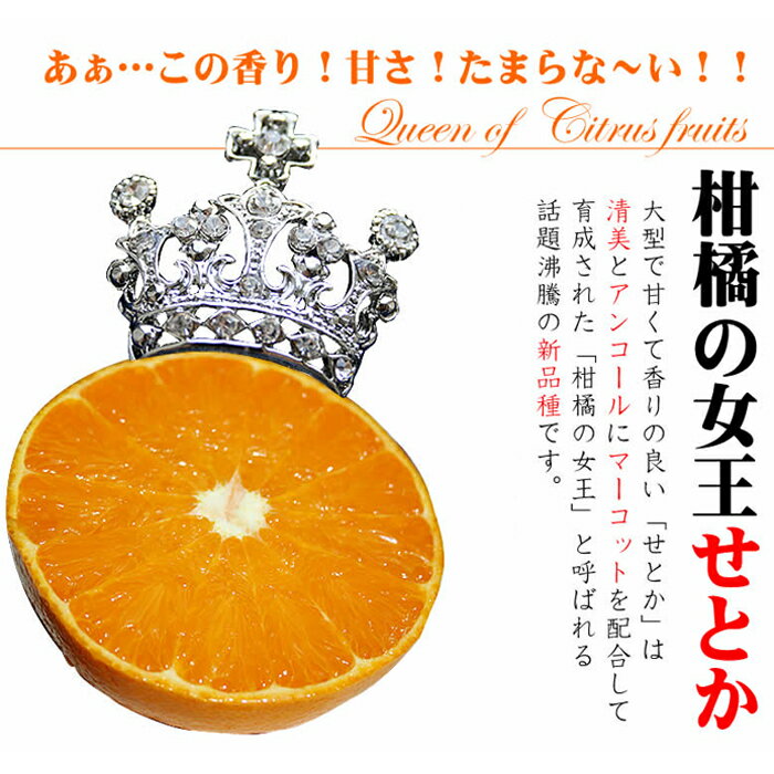 【ふるさと納税】＜先行予約受付中！2026年2月下旬〜3月下旬までの間に発送＞みかんの大トロ！幻の柑橘「せとか」(約3kg) みかん ミカン 柑橘 せとか 青果 果実 鹿児島 常温 常温保存【黒川農園】 サムネイル3