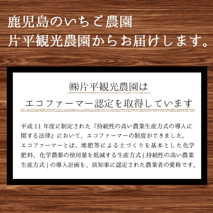 【ふるさと納税】 ＜先行予約受付中！容量選べる！＞鹿児島県産生いちご！さつまおとめ(計約900g/約1.1kg) 国産 九州産 いちご 苺 イチゴ フルーツ 果物 果実 楽天限定【片平観光農園】 サムネイル3