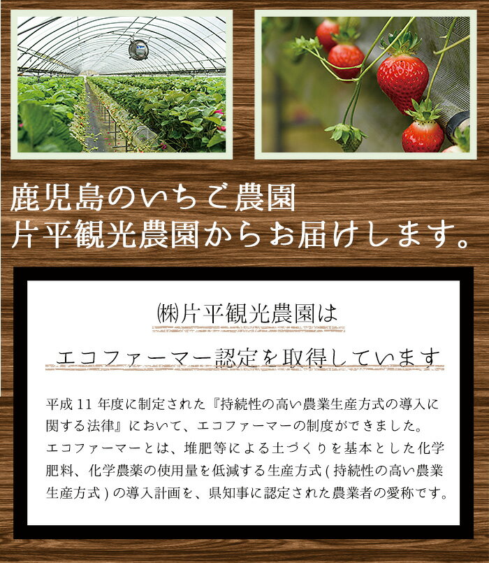 【ふるさと納税】＜容量選べる！＞冷凍いちご(計約2kg・約1kg×2P/計約2.55kg・約850g×3P/計約3.4kg・約850g×4P) 国産 九州産 苺 イチゴ 冷凍 果物 フルーツ 減農薬 アイス 小分け【片平観光農園】 サムネイル3