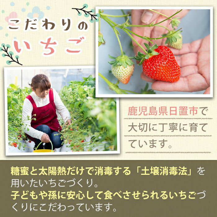 【ふるさと納税】＜数量限定＞鹿児島県産いちごで作った苺シュガー(計240g・60g×4個) 国産 九州 鹿児島 日置市 いちご イチゴ 苺 果物 くだもの フルーツ 加工品 加工食品 砂糖 パウダー ヨーグルト 牛乳 トースト 保存料無添加 着色料無添加【ままりあ農園】 サムネイル2