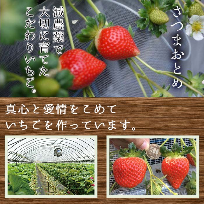 【ふるさと納税】 ＜先行予約受付中！容量選べる！＞鹿児島県産生いちご！さつまおとめ(計約900g/約1.1kg) 国産 九州産 いちご 苺 イチゴ フルーツ 果物 果実 楽天限定【片平観光農園】 サムネイル2