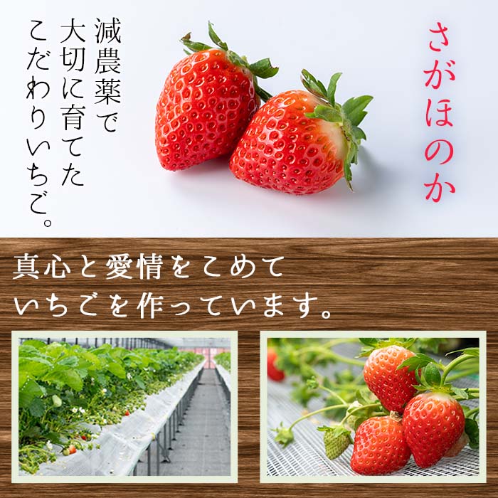 【ふるさと納税】 ＜先行予約受付中！容量選べる！＞鹿児島県産生いちご！さがほのか(計約900g/約1.1kg) 国産 九州産 いちご 苺 イチゴ フルーツ 果物 果実 楽天限定【片平観光農園】 サムネイル3