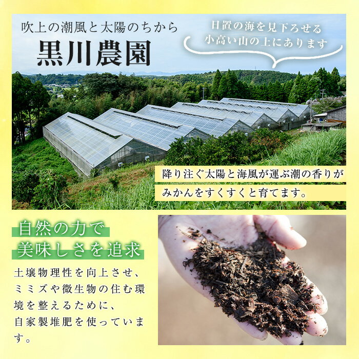 【ふるさと納税】＜数量限定＞薩摩不知火クラフトビール「FukiageIPA」(330ml×3本) 不知火 クラフトビール ビール 果物 果実 フルーツ 柑橘 みかん ミカン オレンジ ギフト 贈答 プレゼント 数量限定【黒川農園】 サムネイル2