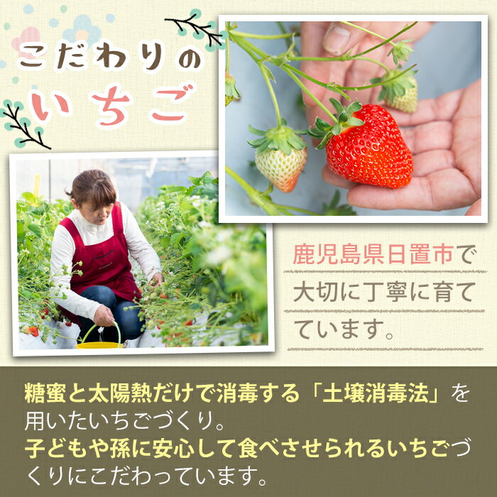 【ふるさと納税】＜先行予約受付中！＞3品種いちごの食べ比べセット(約400g～600g)国産 九州産 鹿児島 日置市 生鮮食品 苺 イチゴ 白苺 赤苺 果物 くだもの フルーツ 大粒 食べ比べ 詰め合わせ パック 【ままりあ農園】 サムネイル2