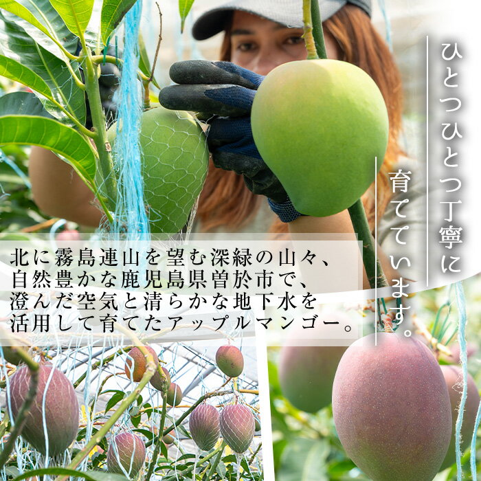 【ふるさと納税】＜先行予約受付中・2026年6月下旬～7月下旬頃に発送予定＞＜選べる内容量！＞ 数量限定 完熟アップルマンゴー「紅」(約600g〜計1kg) マンゴー アップルマンゴー 旬 果物 フルーツ 紅 くだもの 贈答用 家庭用 宮崎県境【大徳産業】 - 画像2
