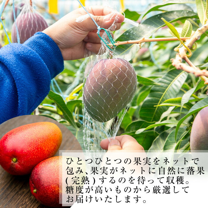 【ふるさと納税】＜先行予約受付中・2026年6月下旬～7月下旬頃に発送予定＞＜選べる内容量！＞ 数量限定 完熟アップルマンゴー「紅」(約600g〜計1kg) マンゴー アップルマンゴー 旬 果物 フルーツ 紅 くだもの 贈答用 家庭用 宮崎県境【大徳産業】 - 画像3
