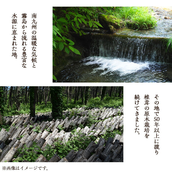 【ふるさと納税】しいたけ粉末(計240g・3袋)国産 しいたけ シイタケ きのこ キノコ 粉末 パウダー 常温 常温保存【九南サービス(タマチャンショップ)】 - 画像3