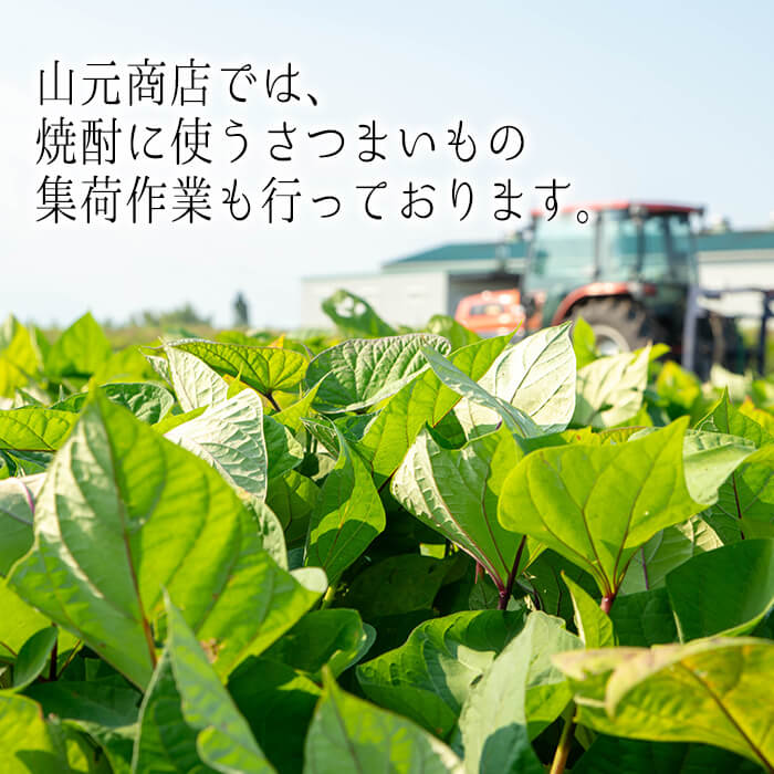 【ふるさと納税】＜2週間以内発送！＞【芋・麦焼酎セット】曽於市の焼酎欲張り6本セット(6種各1800ml) 焼酎 芋焼酎 麦焼酎 本格焼酎 芋 麦 お酒 アルコール 飲み比べ 詰め合わせ ギフト 定期便【山元商店】 サムネイル3