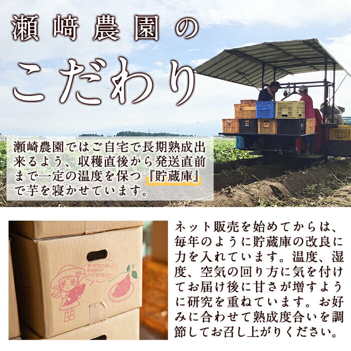 【ふるさと納税】＜先行予約受付中・2025年8月以降順次発送予定＞＜内容量が選べる！＞鹿児島県曽於市産！新物 紅はるか(5kg or 10kg) いも 芋 さつまいも 薩摩いも サツマイモ 紅はるか 新物 焼き芋 大学芋 スイーツ 選べる 5kg 10kg【瀬崎農園】 サムネイル3